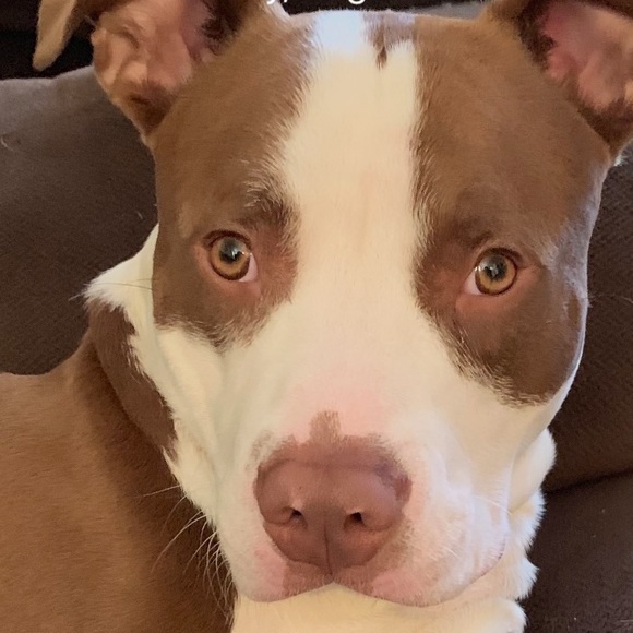 Meet your Posher, Joshua - Picture 1 of 1